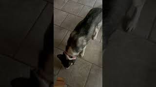 When They Try Chicken Jerky For The First Time dog dogs pets shorts subscribe [upl. by Eledoya]