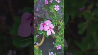 Peaceful Love 💞🥀🌻 remix producer edm beat music nature shortvideo flowers ytshorts [upl. by Ayalahs]