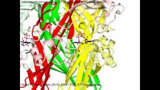 P2X purinergic receptor with sound [upl. by Ragucci]