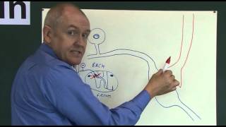 Pain 5 Analgesic pathways [upl. by Evars]