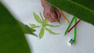 Foliage Art with Water Colour Pencil  Kreative Kraft  Ft Artist Anil Kumar [upl. by Scopp951]