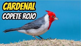 El Cardenal Copete Rojo  Paroaria coronata  Canto Hábitat Alimentación Reproducción [upl. by Dlabihcra]