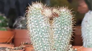 Verzorging Van De Dwerg Cactussen  FRAILEA GRACILLIMA [upl. by Acim]