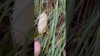 COPRINUS COMATUS BARBUDASETA DE TINTA🍄 setas [upl. by Hoffert]