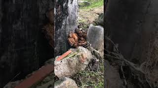 Mushrooms at the base of a tree [upl. by Lane]