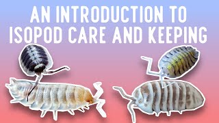 A Breeders Personal Guide to Isopod Care and Keeping [upl. by Rufe]