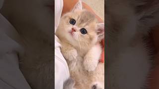 The little kittens roar💕😻 cute kitten cat meow [upl. by Annaej159]