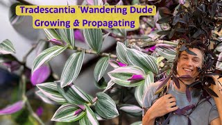 Tradescantia Indoors  Inch Plant  Complete Growing Guide amp Propagation [upl. by Esinrahs793]