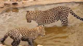 The Wild Cats World ambassador leopards Félipe Felix and Feline have fun [upl. by Kcirtemed]