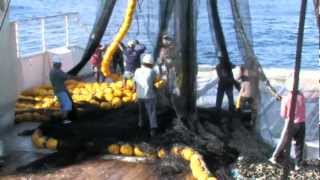 Purse Seine Fishing [upl. by Solberg188]