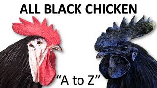 All Black Chicken Breeds  Black Chicken  Black Hen l A to Z [upl. by Winchester]