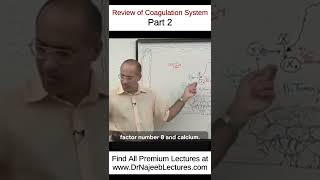 Review of Coagulation System Part 2 drnajeeb drnajeeblectures shortvideo youtubeshorts [upl. by Bernat]