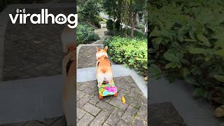 Skate Corgi Conquers Staircase  ViralHog [upl. by Ecinreb]