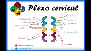 Anatomía del plexo CERVICAL [upl. by Neibart171]