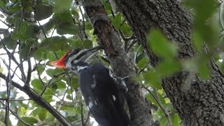 Pileated Woodpecker Pecking and Eating in South Florida [upl. by Langill635]