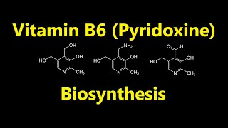 Vitamin B6 Pyridoxine Biosynthesis [upl. by Llerred]