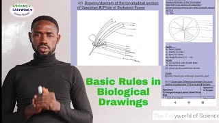 Basic Rules amp Guides in Biological Drawings ampthe 2024 WAECNECO MARK SCHEME for Biological Drawings [upl. by Cindelyn229]