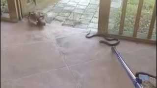 Black Rat Snake  on screened porch [upl. by Budwig]