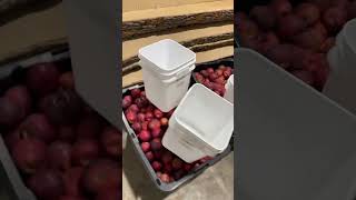 It is about time for cider making apple cider fruit fun iowa press trending shorts harvest [upl. by Silvester]