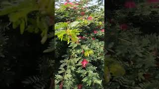 Calliandra Albizia Julibrissin park flowerplant nature chandigarh [upl. by Schear]