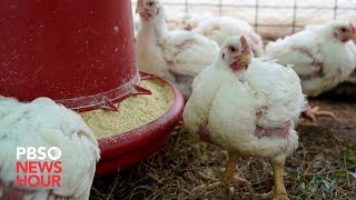 WATCH Can bird flu spread to humans 5 questions about the US outbreak [upl. by Slaughter315]