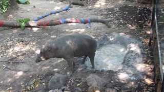 Babirusa Wallows in the Mud [upl. by Ained347]