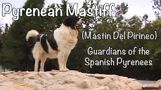 Pyrenean Mastiff  Mastin Del Pirineo Guardians of the Spanish Pyrenees [upl. by Ardnak]