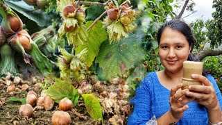 Hazelnut Season Hazelnut Cold Coffee Recipe In Kinnaur HP [upl. by Assetan]