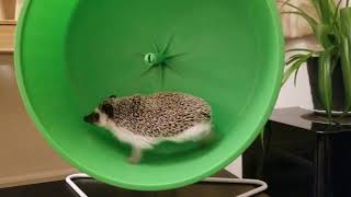 Hedgehog running on wheel [upl. by Aleron]