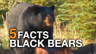 5 FACTS  Black Bears True Facts [upl. by Oknuj]