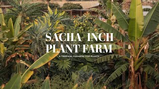 Sacha Inchi Plant at Home  Sacha Inchi Glenmore Plukenetia volubilis [upl. by Anayra524]