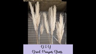 DIY DRIED Pampas Grass for Wedding [upl. by Adnuahsor805]