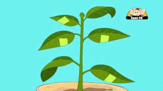 Learn About Plants  Photosynthesis Experiment 2 [upl. by Algernon]