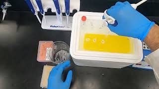 Polyacrylamide Gel Electrophoresis PAGE and Western Blotting [upl. by Obed]