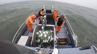 Bristol bay fish picking in Naknek Alaska 2023 [upl. by Eenimod]