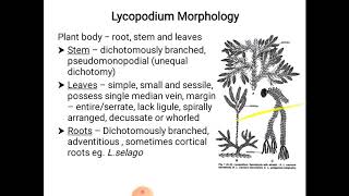 Lycopodium  morphology and anatomy [upl. by Groark]