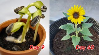 How to grow sunflower in pots at home full update [upl. by Attebasile]