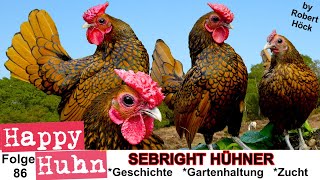 E86 Sebrights im Rasseportrait bei HAPPY HUHN  Englands gesäumte Urzwerge Sebright Hühner bantams [upl. by Malek]