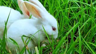 Look how beautifully my rabbits are playing with joy my new bunny pets eating vegetable [upl. by Marylin]