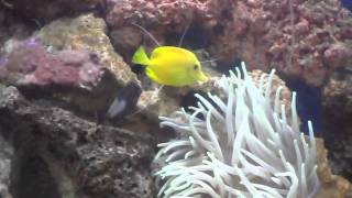 Scarlet Skunk Cleaner Shrimp Cleaning Yellow Tang [upl. by Notaek]