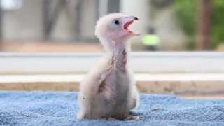 4 day old aplomado chick feeding at the ICBP [upl. by Falito]