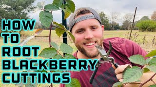 How to Propagate Blackberries From Cuttings [upl. by Zetnod]