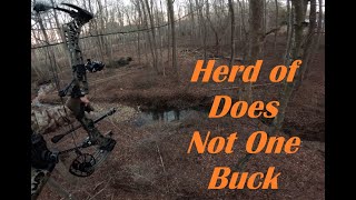 A Herd of Does  Not One Buck  Virginia Saddle Hunting [upl. by Hewet]