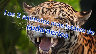 Top 3 animales mas peligrosos de sudamerica [upl. by Reinhard66]