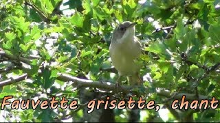 FAUVETTE GRISETTE  Chant doiseau [upl. by Hsejar]