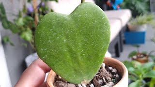 Just a day after work 😮‍💨☺️ Repotting my Hoya kerrii also known as the quotHoya Heartquot [upl. by Eitra]