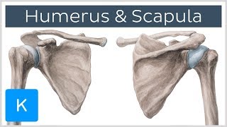 Humerus and Scapula Anatomy Definition Ligaments amp Bones  Kenhub [upl. by Aivatahs130]