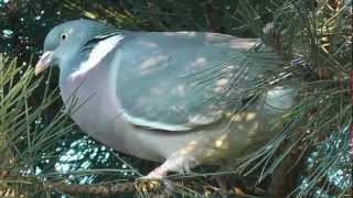 woodpigeon houtduif [upl. by Aennaej222]