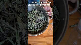 DIY infused oil  comfrey amp plantain jewelweed [upl. by Neitsirhc]