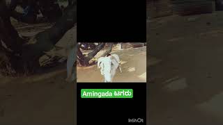 amingada ಟಗರು amingadtagaru tagaru sheep shorts viral sheepfarming trending [upl. by Eilyak]